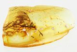 Detailed Fossil Ichneumon Wasp (Ichneumonidae) In Baltic Amber #307228-1